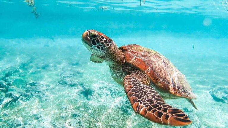Cebu: Sardine & Turtle Snorkelling Run & Mantayupan Falls - What Sets This Tour Apart?