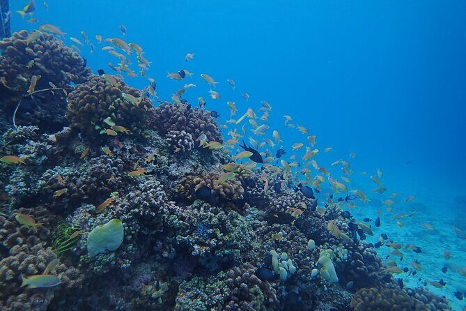 Cebu: Scuba Diving Experience beach entry in Mactan - What Do Reviews Say?