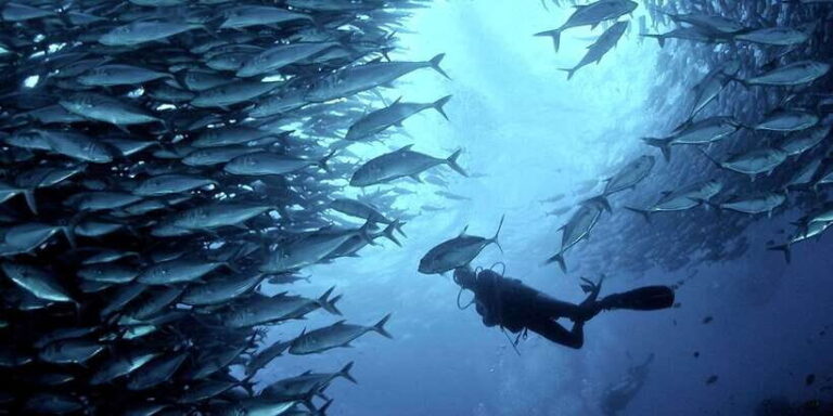 Cebu: Scuba Diving with Sardines and Pescador Island Snorkel - The Experience and Its Value