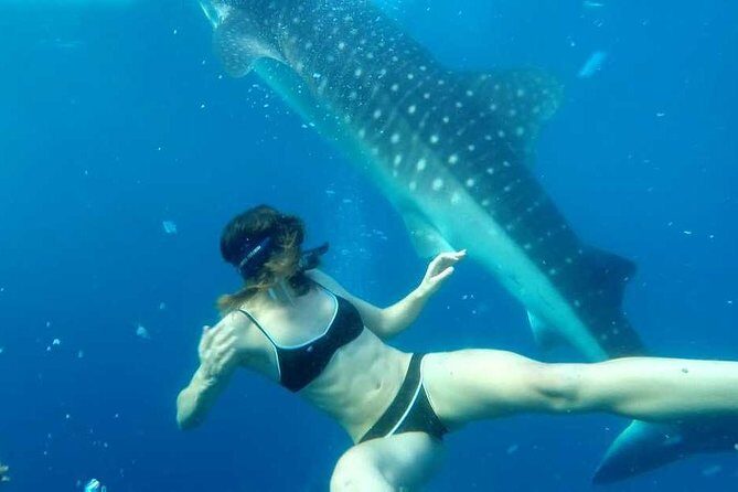 Cebu Whale Shark Interaction, Moalboal Sea Turtles, Sardines Run & Canyoneering - Why This Tour Offers Great Value