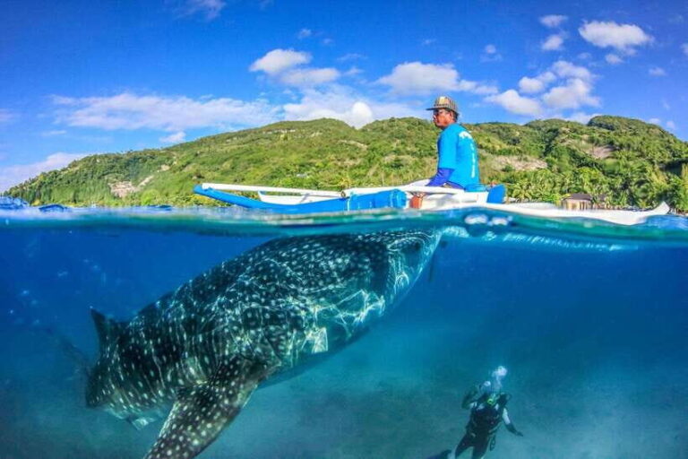 Cebu: Whale Shark, Monkey Sanctuary, & Moalboal Snorkel Tour - What the Reviews Say