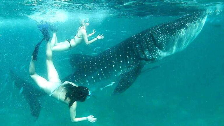 Cebu: Whale Shark Swim, Kawasan Falls & Moalboal Sardine Run - What Travelers Say