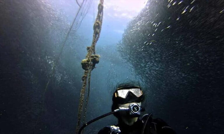 Cebu: Whale Shark, Tumalog, Sumilon, and Moalboal Tour - Logistical Details & Practical Tips