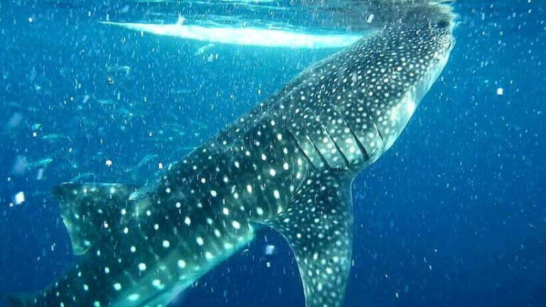 Cebu: Whale Sharks, Ka-Treasure Water Terraces & Simala Tour - What You Should Know Before Going