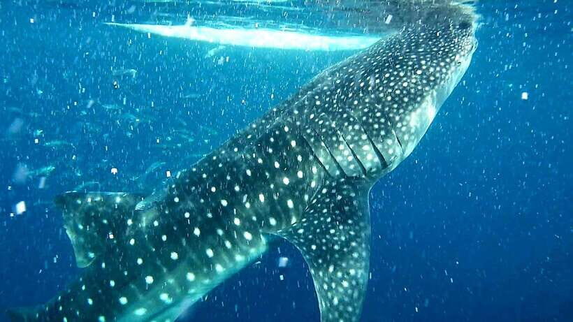 Cebu: Whale Sharks, Ka-Treasure Water Terraces & Simala Tour - What You Should Know Before Going