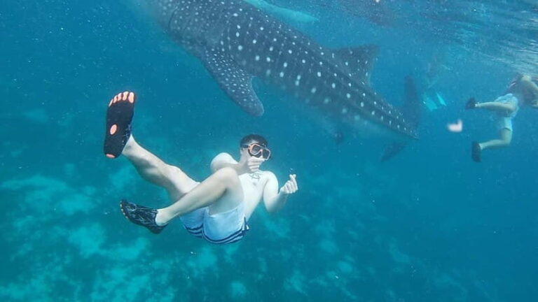 Cebu: Whale Sharks, Kawasan Falls, & Sardines Run Snorkeling - Exploring Cebu’s Marine Wonders and Natural Beauty