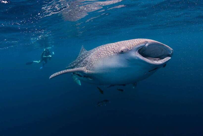 Cebu: Whalesharks, Sumilon Sandbar & Tumalog Falls Tour - What’s Included & What’s Not