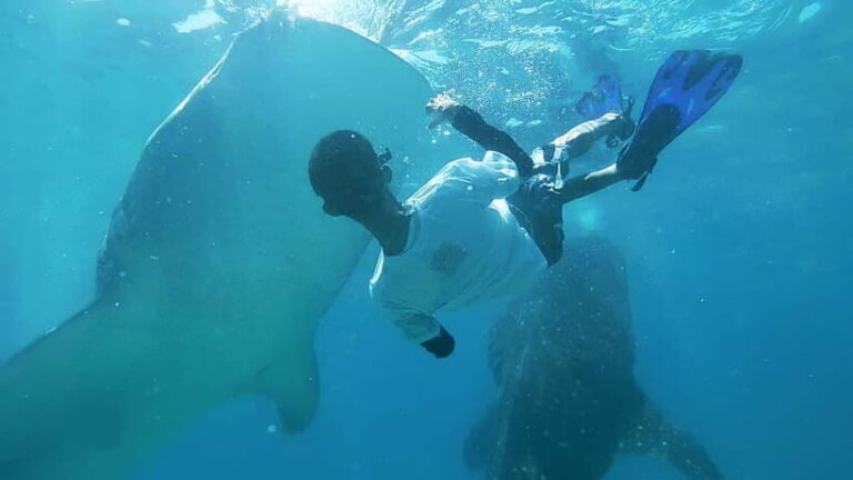 Cebu:Oslob Whale Shark Swimming & Kawasan Falls Canyoneering - What’s Included and What’s Not
