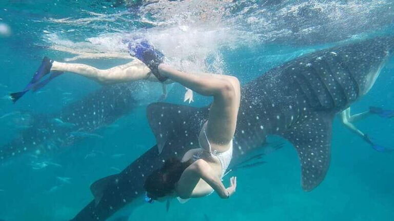 Cebu:WhaleShark Watching & Kawasan Canyoneering Private Tour - What Makes This Tour Stand Out