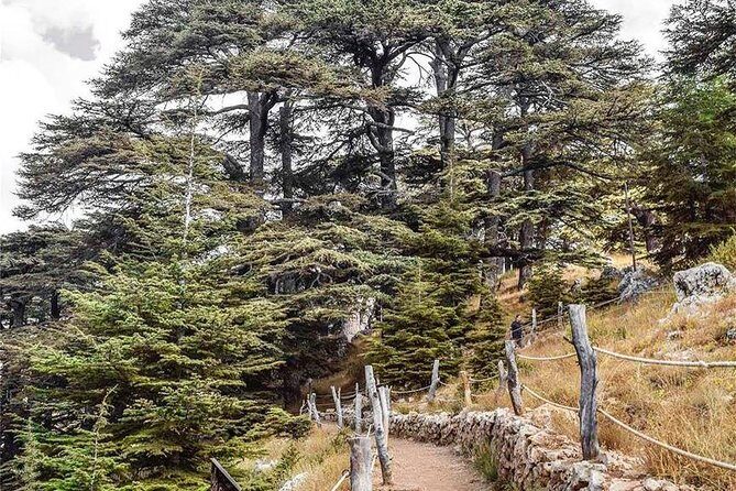 Cedars of Lebanon, Qozhaya, & Bcharre - With Lunch (4G on Board) - What Makes This Tour Stand Out?