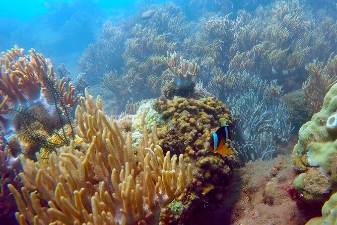 Cham Island Exploration Tour and Swimming with Local Guide - What You’ll Experience at Each Stop