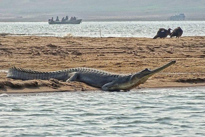 Chambal River Safari - Why This Tour Is Valuable