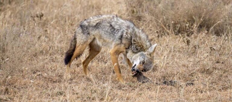 Cheap Tanzania safari: 2 Days Selous from zanzibar - What We Love About This Safari