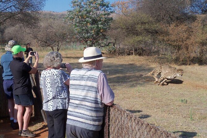 Cheetah + Wild dog Sanctuary, Tribal Dance Lunch + Lion Park - FAQs