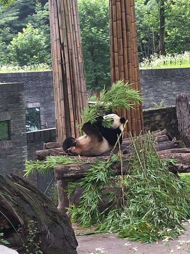 Chengdu: 3-Day Panda Base, Giant Buddha, and Ancient Town - Day 2: The Majestic Leshan Giant Buddha and Old Town