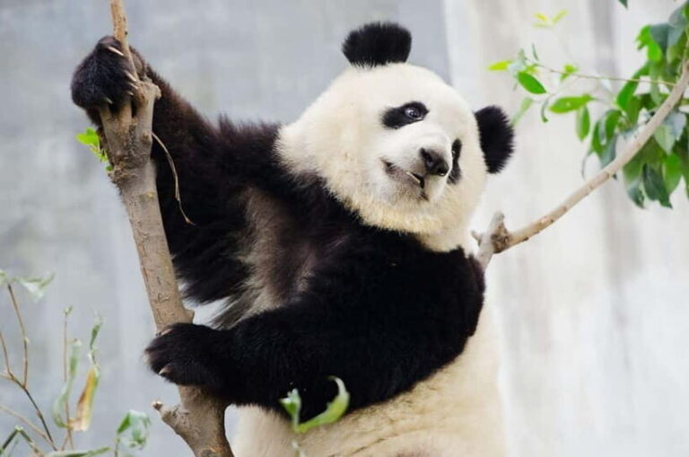 Chengdu Giant Panda: Panda Base or Shenshuping (optional) - Exploring the Panda Options