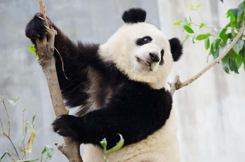 Chengdu Giant Panda: Panda Base or Shenshuping (optional) - Exploring the Panda Options