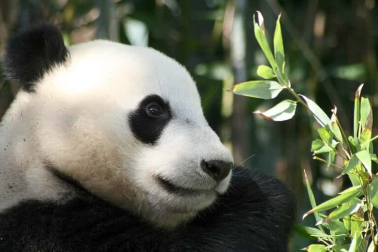 Chengdu: Half-Day Panda Base Tour with Guide Option - Who Will Love This Tour?