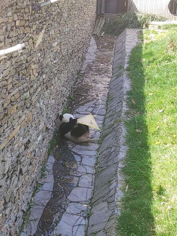 Chengdu: Panda Base, Farmer's Market, and Cooking Class - Exploring a Farmers’ Market