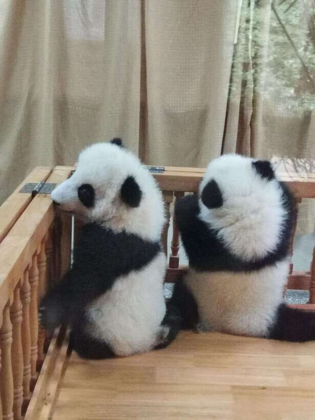 Chengdu: Panda Base Half Day Group Tour - What We Found Valuable