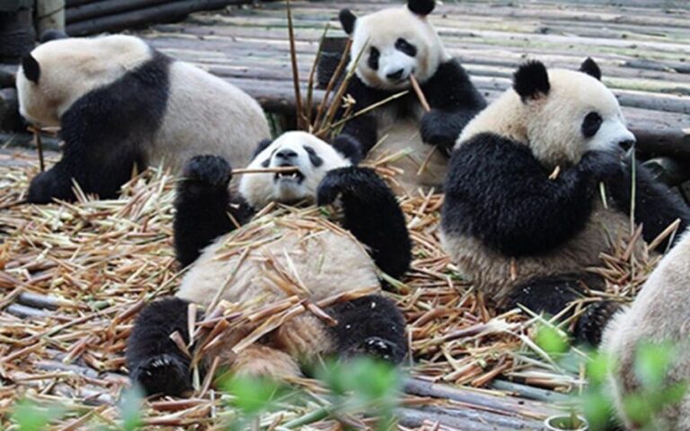 Chengdu panda base half day tour - Breakdown of the Itinerary