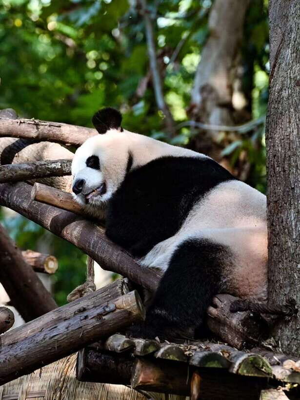 Chengdu Panda Base & Sanxingdui Museum One Day Private Tour - Analyzing the Value