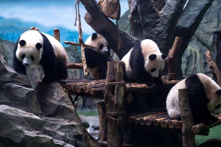 Chengdu: Panda Breeding Base Tickets Booking - Who Will Love This Experience?