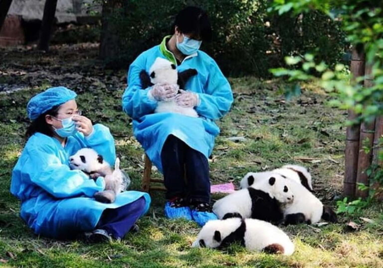Chengdu: Panda Research Base Ticket or Volunteer Day Trip - The ‘Panda’ Musical and Panda Planet Light Exhibition