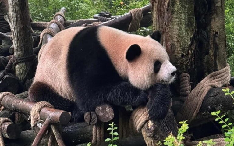 Chengdu Pandas&Dujiangyan Private Tour with Blue Tears - A Detailed Breakdown of the Itinerary