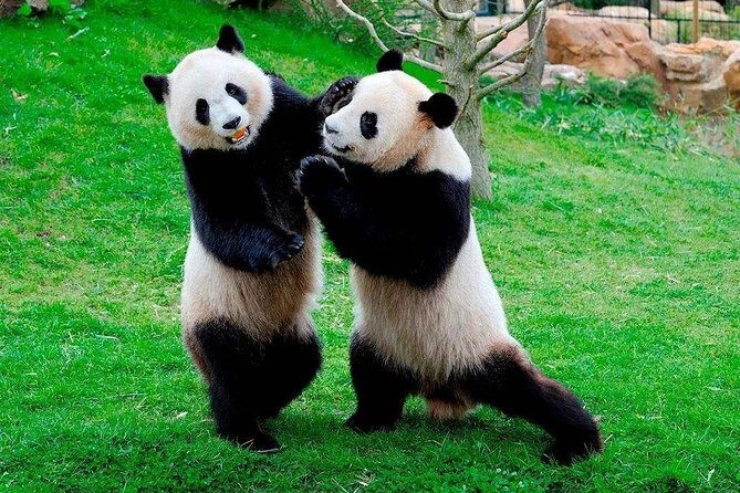 Chengdu Private Day Tour to Panda Base with Optional Volunteer - Who Would Love This Tour?