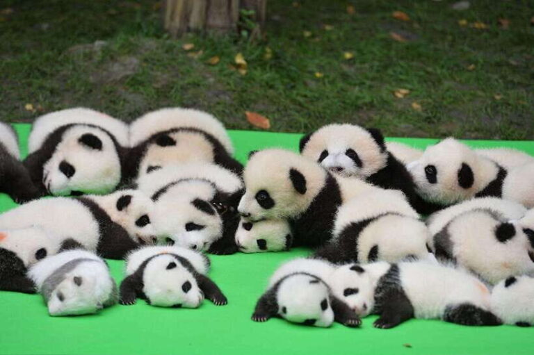 Chengdu: Private Kung Fu Panda Movie Tour with Guide - Practical Details and Value