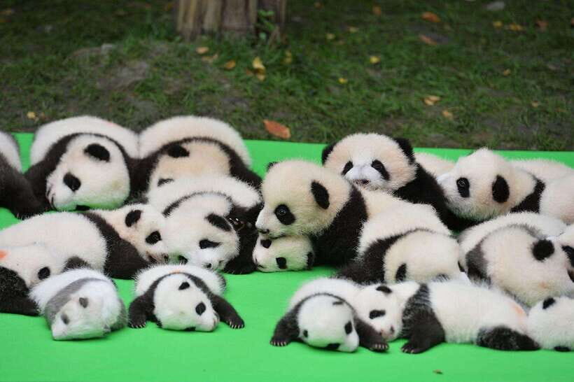 Chengdu: Private Kung Fu Panda Movie Tour with Guide - Practical Details and Value