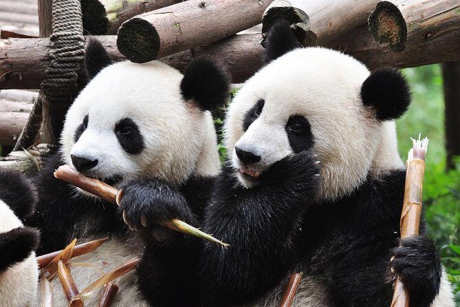 Chengdu Private Sightseeing Tour with Panda Breeding Center Visit - What Do Travelers Say?
