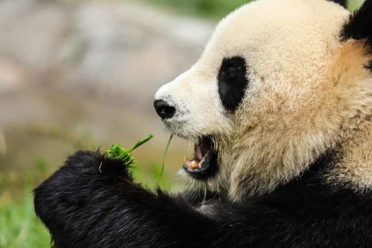Chengdu Private Tour: Meet Pandas+Hike Qingcheng Front/Back - Understanding the Value