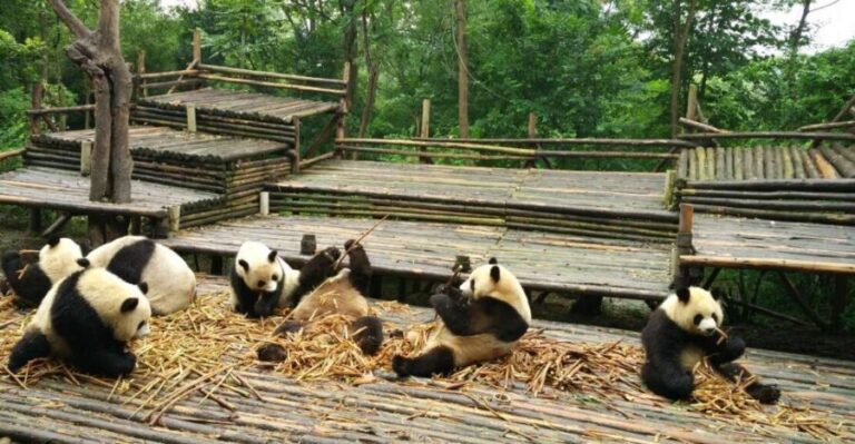 Chengdu Private Tour of Leshan Buddha and Panda Base - Detailed Breakdown of the Itinerary
