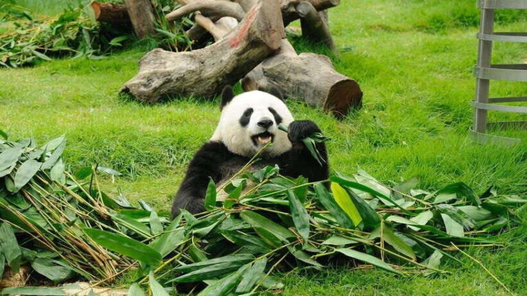 Chengdu: Research Base of Giant Panda Breeding e-Ticket - The Walk Through: A Closer Look at the Itinerary