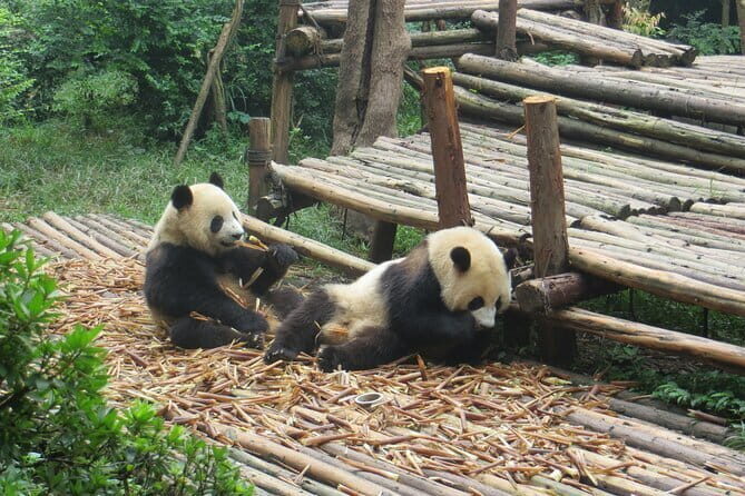 Chengdu Research Base of Giant Panda Breeding Ticket pre-booking - Who Will Love This Tour?