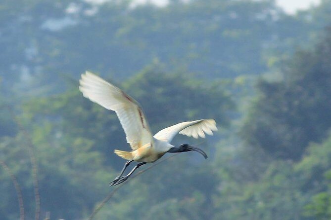 Chennai, Guided Birding And Birding Photo Trip With Spot Scope, 2 to 3 Hours - What’s Not Included