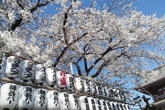 Cherry Blossom highlights, Asakusa, Ueno, Imperial Palace Garden - Senso-ji Temple — Iconic and Photogenic