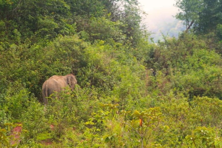 Chiang Mai: Day for Elephant Observation Only Half-day Trip - What to Expect and Practical Tips