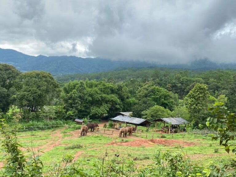 Chiang Mai: Elephant Dream Project Sanctuary - Half-Day - What Makes This Tour Stand Out?