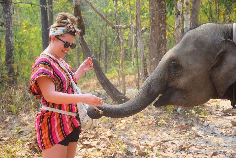 Chiang Mai: Elephant Feeding Experience - An Overview of the Experience