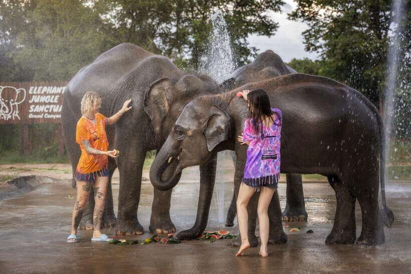 Chiang Mai: Ethical Elephant Feeding & Shower Program - Who Will Love This Experience