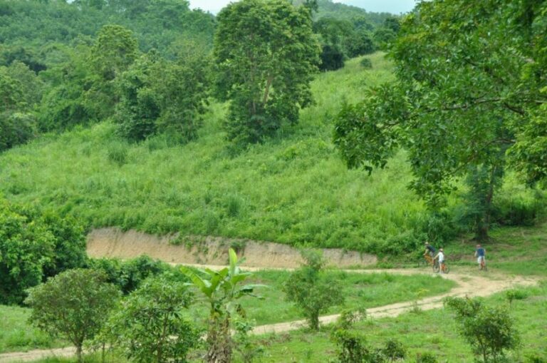 Chiang Mai Fields of Gold Cycling Tour - What Travelers Say