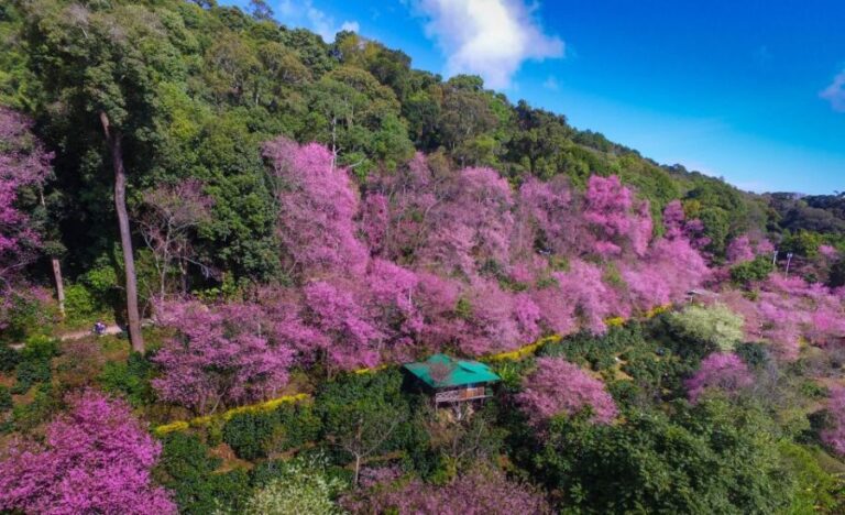 Chiang Mai: Full-Day Hiking Tour by Trailhead - Authentic Insights from Reviews