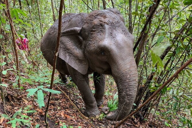 Chiang Mai Half Day Elephant Sanctuary Observation and Waterfall - Final Thoughts: Who Will Love This Tour?