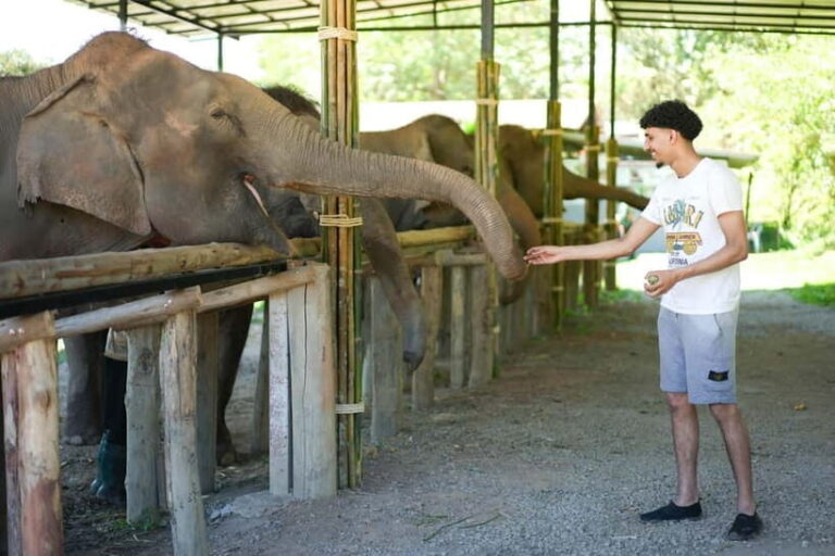 Chiang Mai: Jungle Jumbo Elephant Sanctuary with Waterfall - An In-Depth Look at the Experience