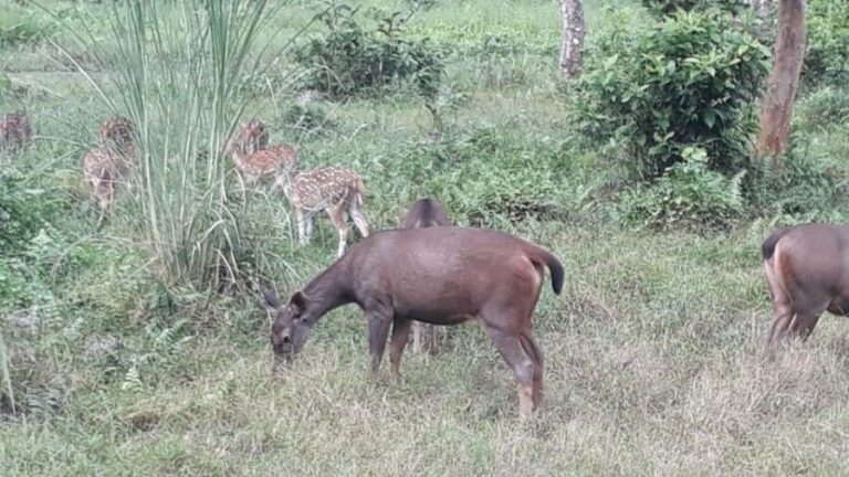 Chitwan Day Tour ( Canoeing+Jungle Walk+ Jeep Safari ) - What’s Included and What’s Not