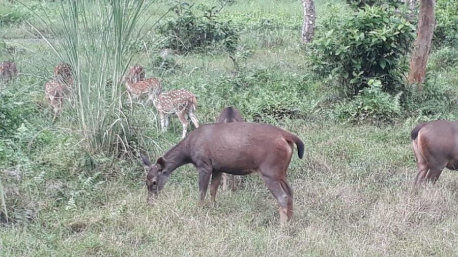 Chitwan Day Tour ( Canoeing+Jungle Walk+ Jeep Safari ) - What’s Included and What’s Not