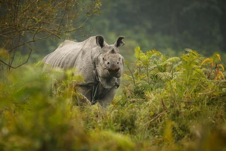 Chitwan Elegance: A 3-Day Luxury Wildlife Experience - FAQ